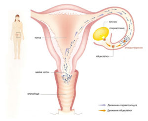 Вероятность забеременеть если сперма попала только на половые губы