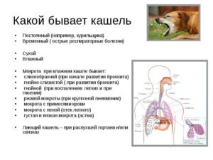 Много мокроты, кашель очень редко, температуры нет