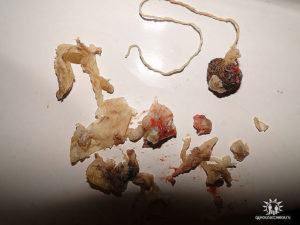 Применение китайский тампонов во время беременности