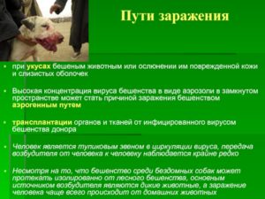 Заражение бешенством от человека при поцелуе