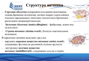 Стромальное строение яичника