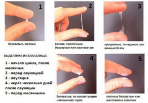 ЯБ при овуляции