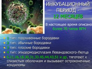 Инкубационный период ВПЧ и ИППП