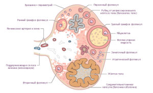 Стромальное строение яичника