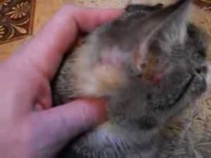 Рана за ухом