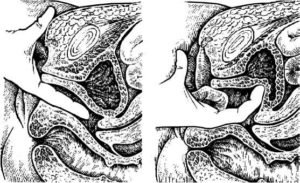 Влагалище во врея секса то узко то широко