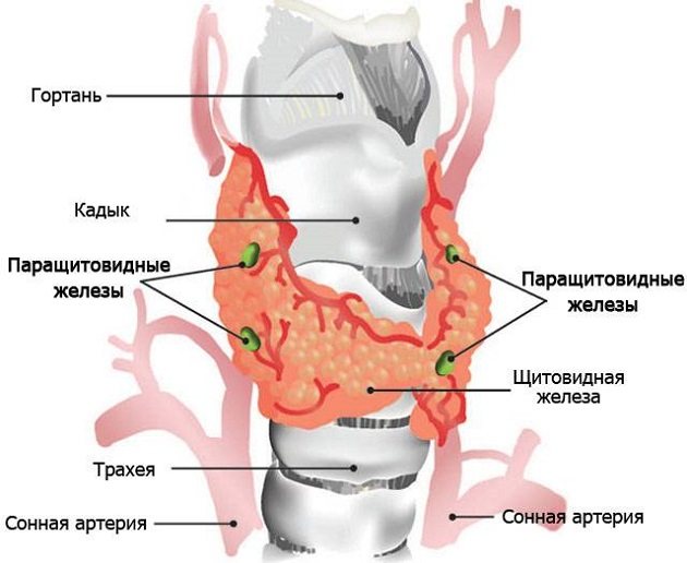 Анатомия желез