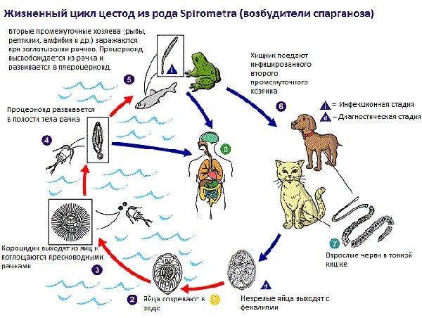 Цистицеркозы