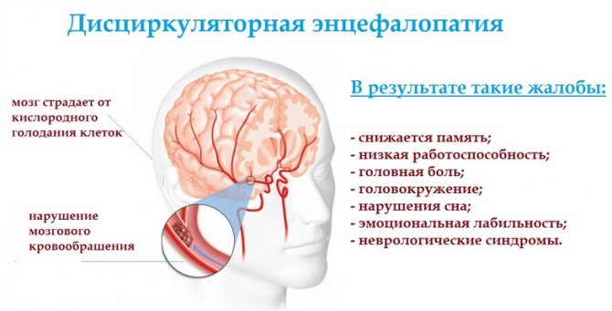 энцефалопатия схема развития