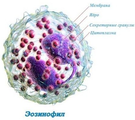 Эозинофилы. Норма у женщин по возрасту, таблица, расшифровка в анализе, лечение