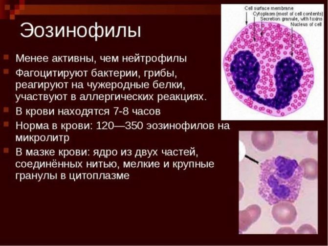 Эозинофилы повышены у взрослого – о чем это говорит и что надо делать (таблица нормы)