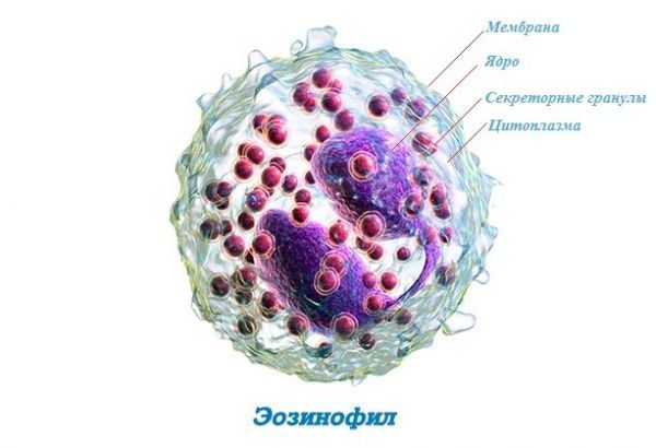 Эозинофилы повышены в крови у взрослого, что это значит