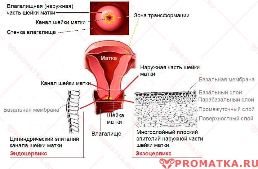 Эпителий шейки матки