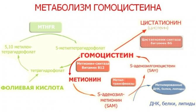 гомоцистеин анализ крови что означает