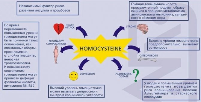 Гомоцистеин