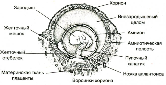 как происходит оплодотворение
