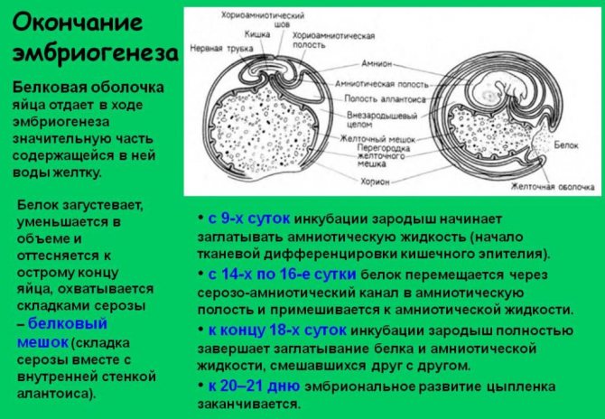 как происходит оплодотворение