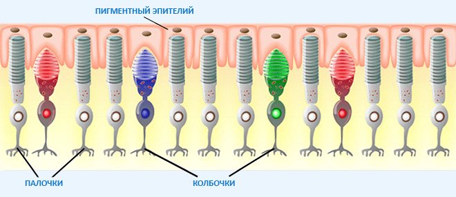 Куриная слепота