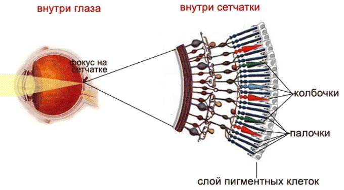 Куриная слепота