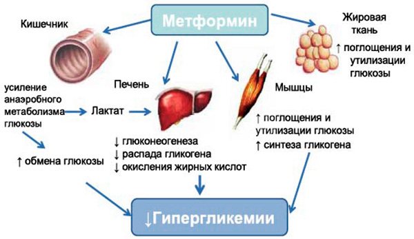 Механизм действия метформина