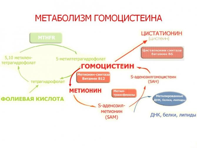 метаболизм гомоцистеиина