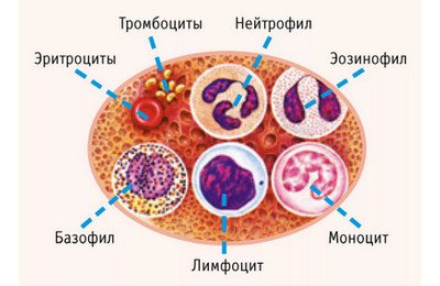 моноцитоз причины у взрослых