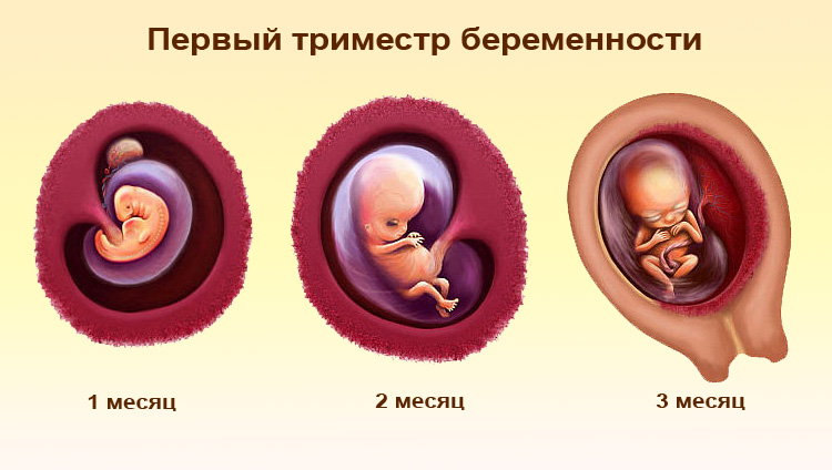Развитие плода в первый триместр беременности Первый триместр беременности
