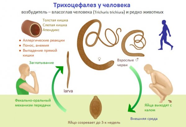 Схема передачи трихоцефалеза