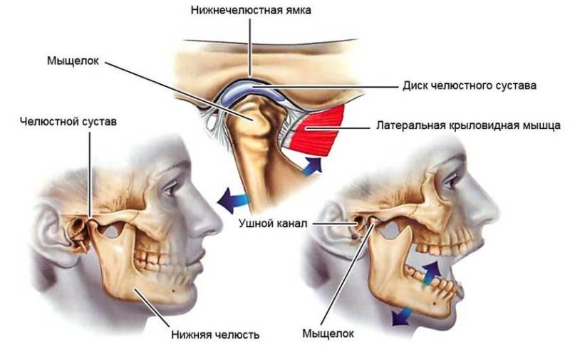 Строение челюстного сустава