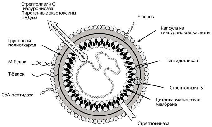 Строение клетки стрептококка