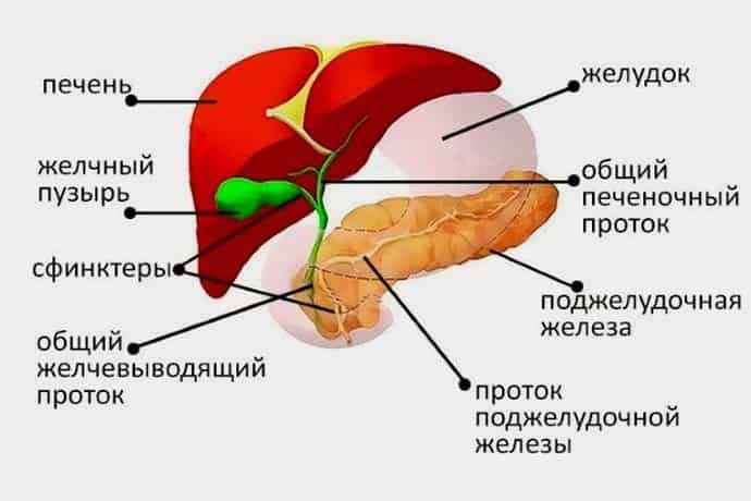 строение печени и желчного